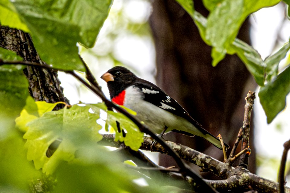 Rose-breasted Grosbeak