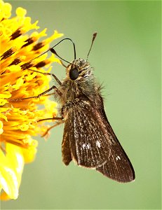 SKIPPER, OBSCURE (Panoquina panoquinoides) (02-18-2023) south texas ecotourism center, laguna vista, cameron co, tx -03