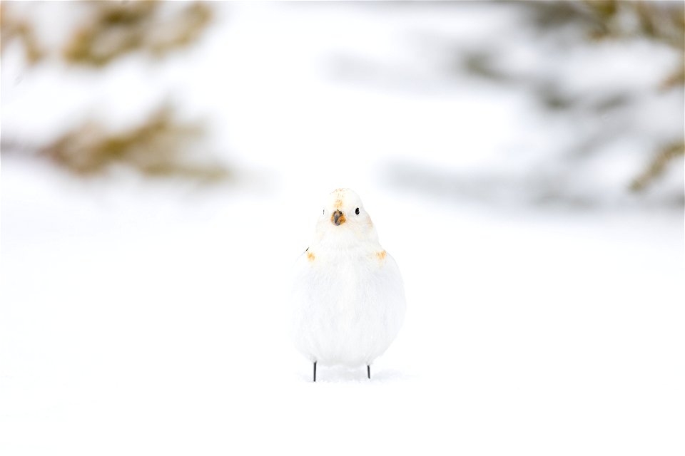 Snow bunting in the snow