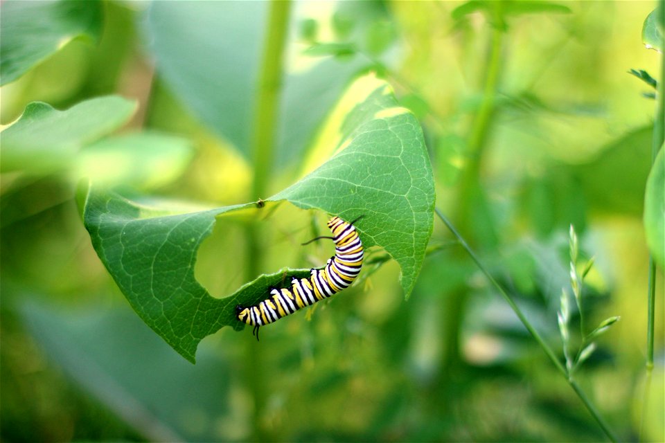 Monarch Caterpillar on Common Milkweed photo