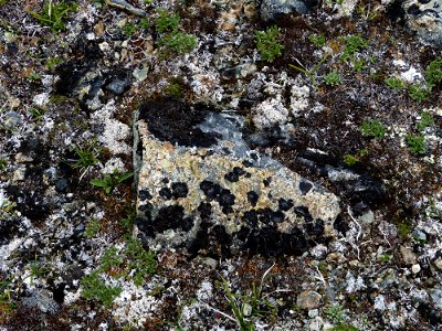 Lichens photo