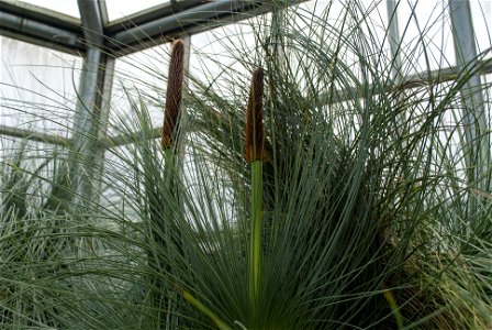 Hantaek Botanical Garden