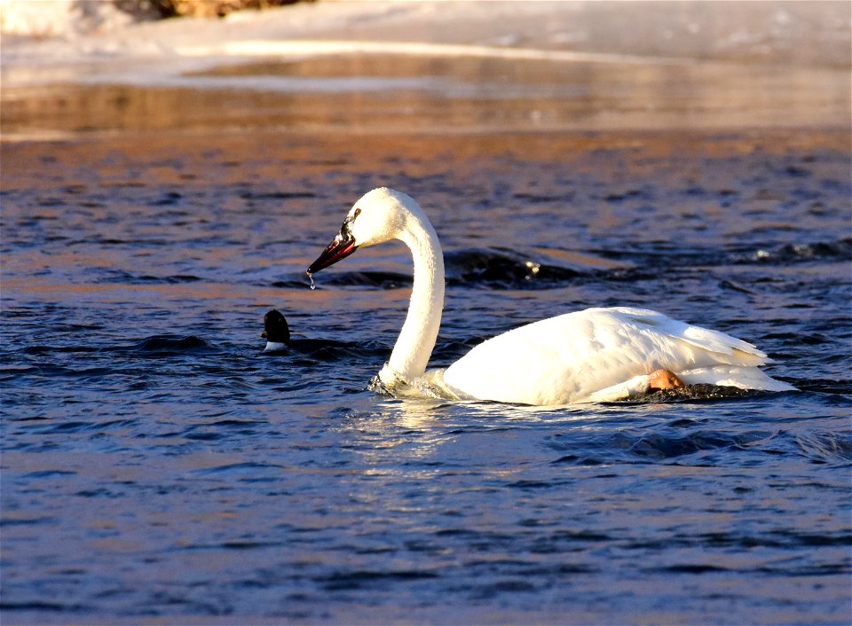 Trumpeter swans at Seedskadee National Wildlife Refuge