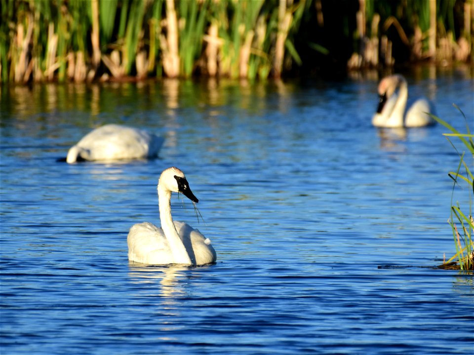 Trumpeter swan at Seedskadee National Wildlife Refuge