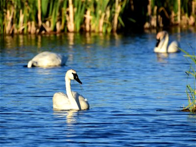 Trumpeter swan at Seedskadee National Wildlife Refuge
