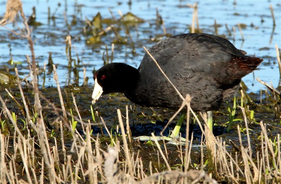 American Coot Huron Wetland Management District