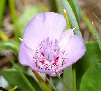 Calochortus uniflorus (Pink Star Tulip) (05-15-2022) 8 dollar mt botanical wayside, josephine co, or (3)