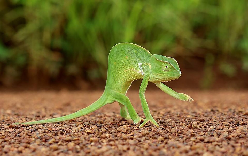 Chameleon animal colored