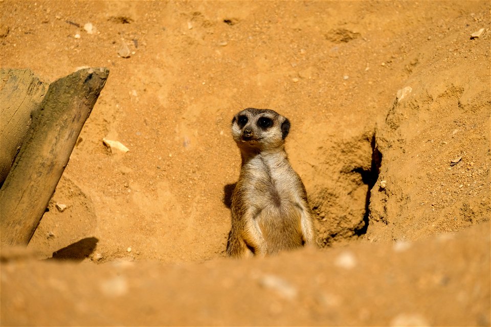 Meerkat in Sand