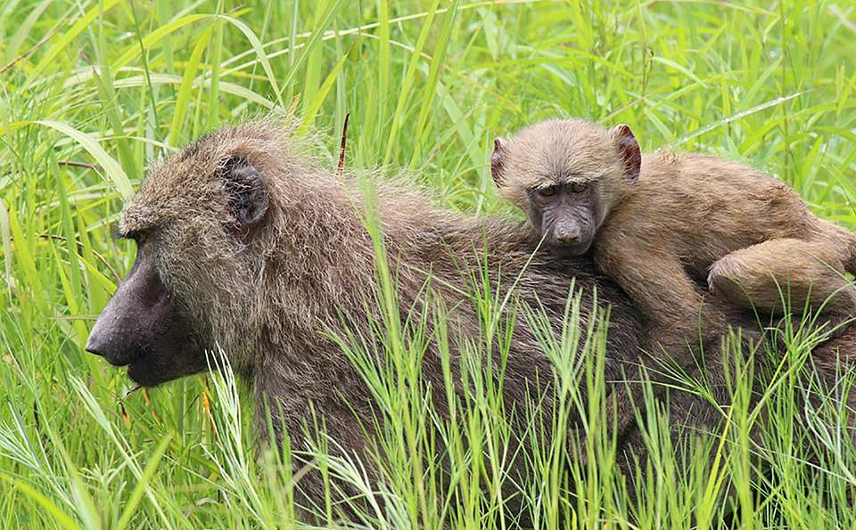Wildlife mammal primate