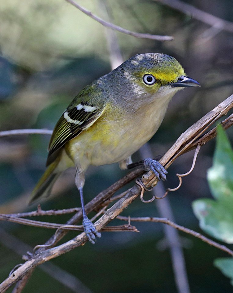 618 - WHITE-EYED VIREO (01-05-2022) the butterfly center, mission, hidalgo co, tx -01