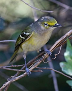 618 - WHITE-EYED VIREO (01-05-2022) the butterfly center, mission, hidalgo co, tx -01