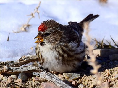 Common redpoll at Seedskadee National Wildlife Refuge