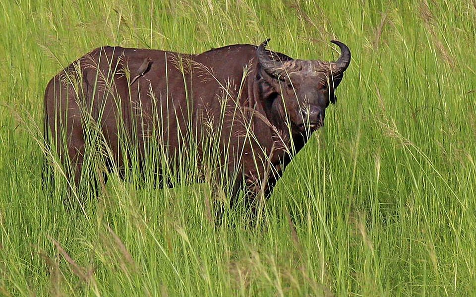 Wildlife mammal buffalo
