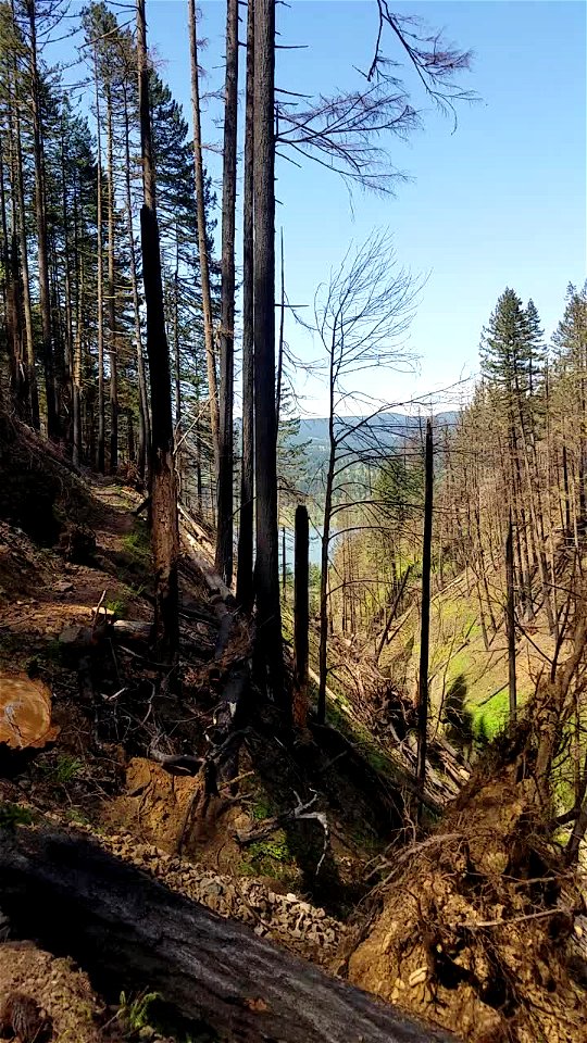 Hazards Above Oneonta Gorge on April 25, 2018 by Lillian Palmer Forest Service Public Affairs Specialist.