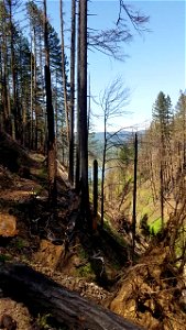 Hazards Above Oneonta Gorge on April 25, 2018 by Lillian Palmer Forest Service Public Affairs Specialist.