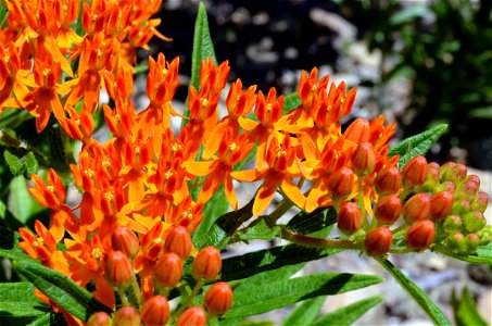 Butterfly milkweed in bloom