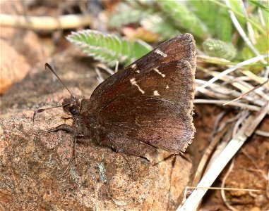 CLOUDYWING, WESTERN (Thorybes diversus) (6-3-2021) low divide road, del norte co, ca -01