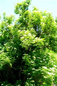 Sfanta-Vineri_cemtery- (28)