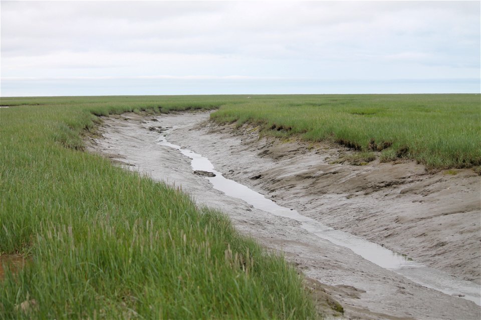 Tidal Slough photo