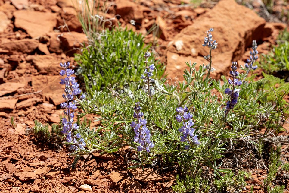 Lupinus argenteus var. depressus