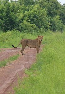 Wildlife mammal lioness photo