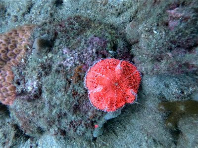 Yuma Mushroom Coral Diving Tayrona National Park from Taganga Colombia