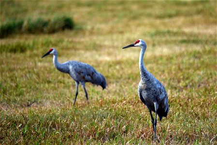 Sandhill cranes