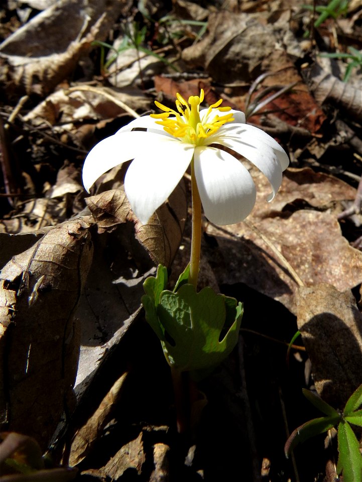 Blood Root