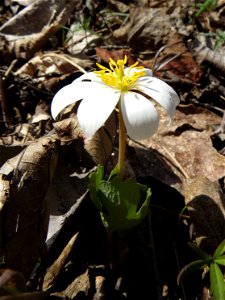 Blood Root photo
