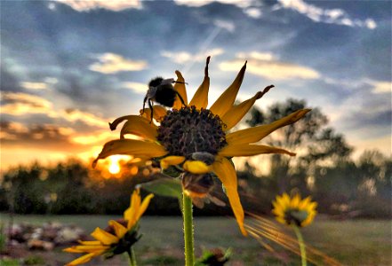 2022/365/233 Bee's Perch for Sunset Watching