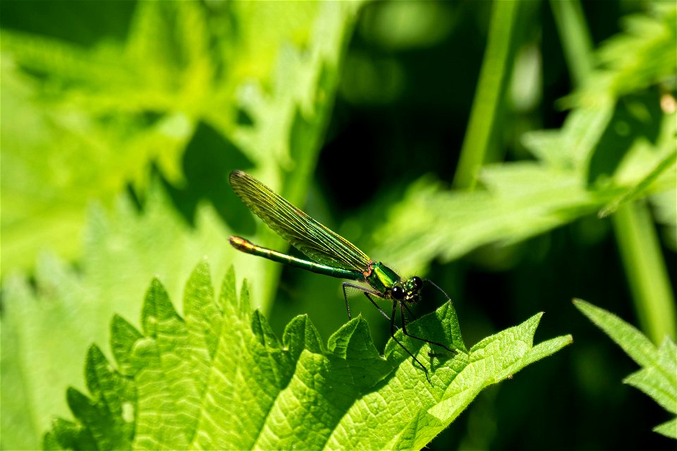 Calopteryx splendens Blåbandad jungfruslända, hona