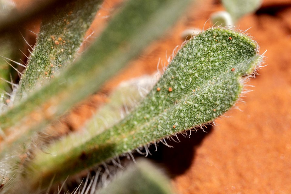 Oreocarya glomerata