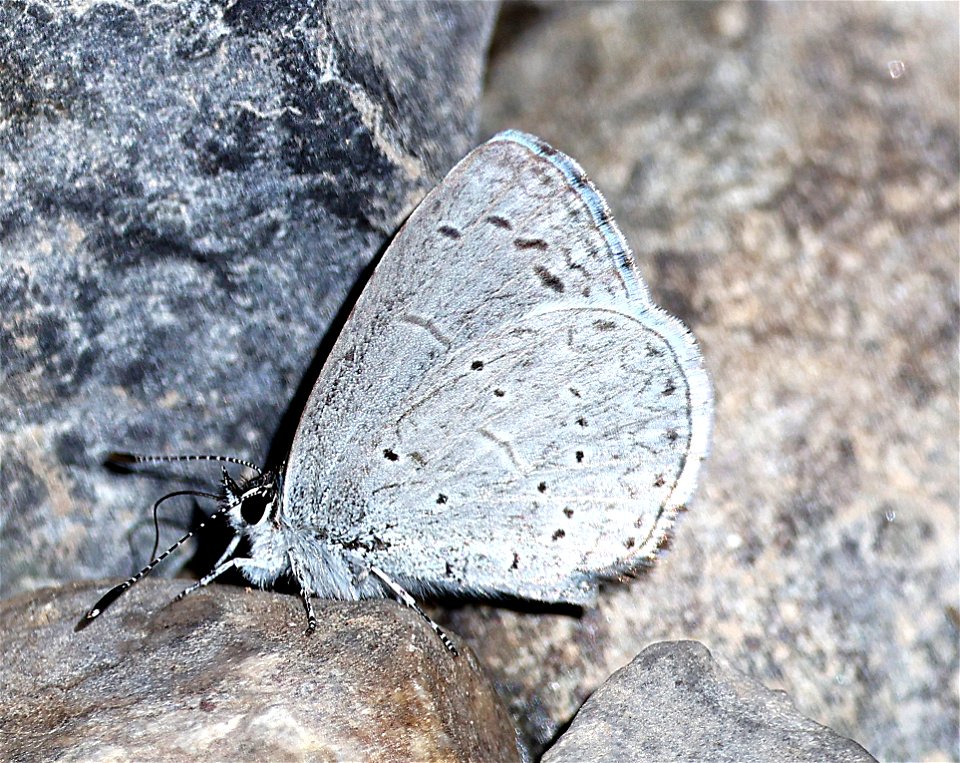 AZURE, ECHO (Celastrina echo) (03-12-2023) filmore cyn, dripping springs nat area, dona ana co, nm -01
