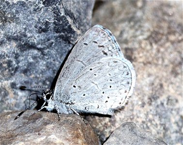 AZURE, ECHO (Celastrina echo) (03-12-2023) filmore cyn, dripping springs nat area, dona ana co, nm -01