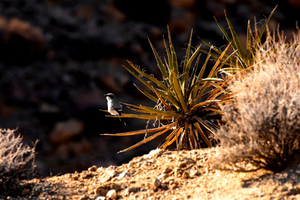 Loggerhead Shrike photo