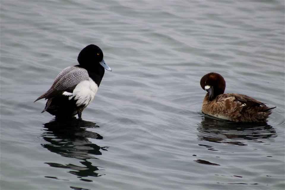 Lesser Scaup Lake Andes National Wildlife Refuge South Dakota