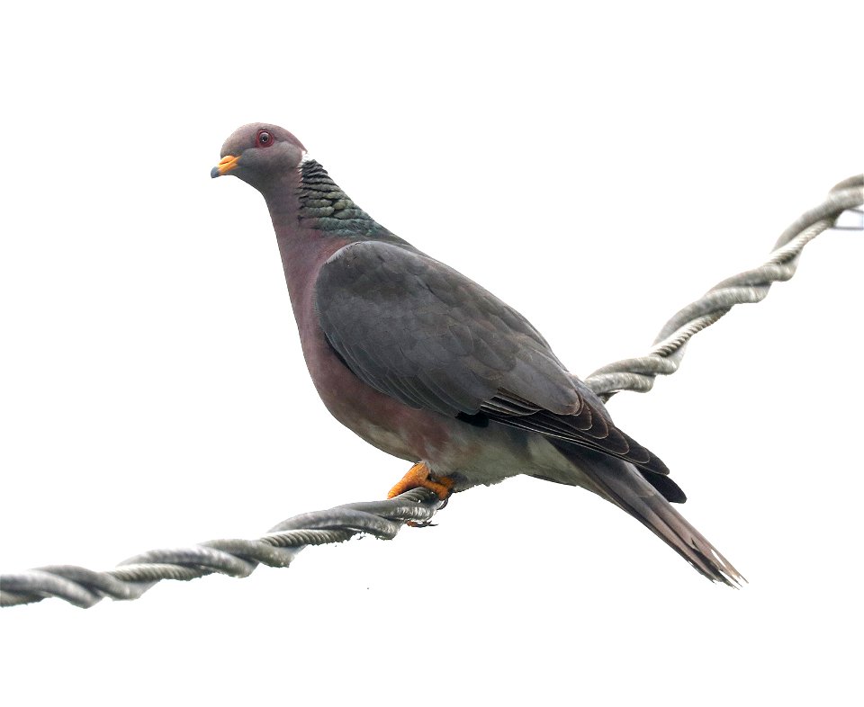 426 - BAND-TAILED PIGEON (6-12-2021) yard, crescent city, del norte co, ca -01