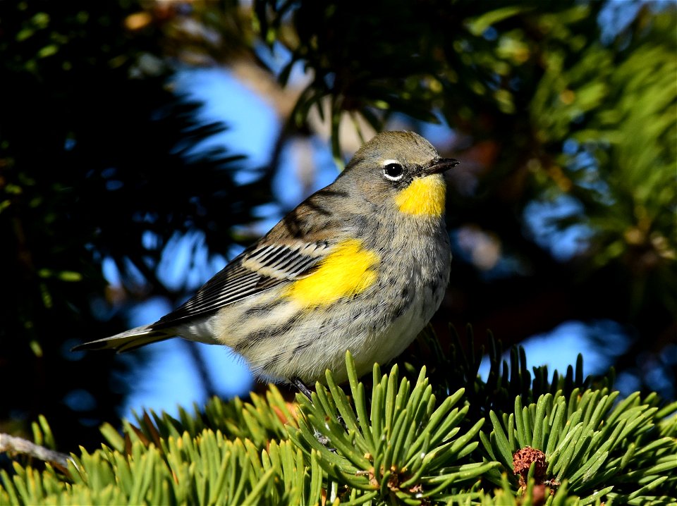 Yellow rumped warbler at Seedskadee National Wildlife Refuge