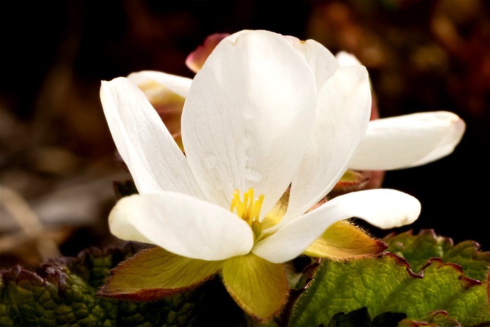 Cloudberry blossom
