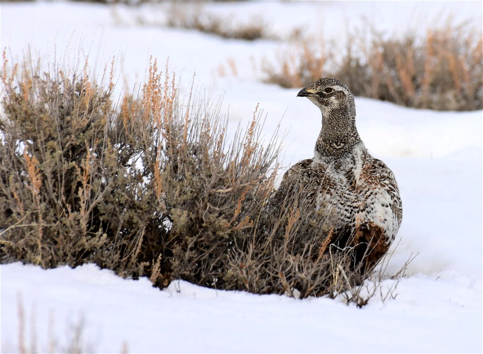 Greater sage-grouse on Seedskadee National Wildlife Refuge