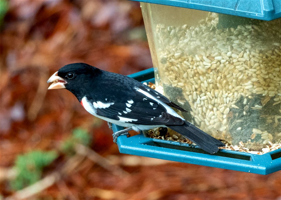 Rose-breasted Grosbeak