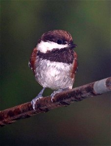 675 - CHESTNUT-BACKED CHICKADEE (5-27-2021) yard, crescent city, ca -01