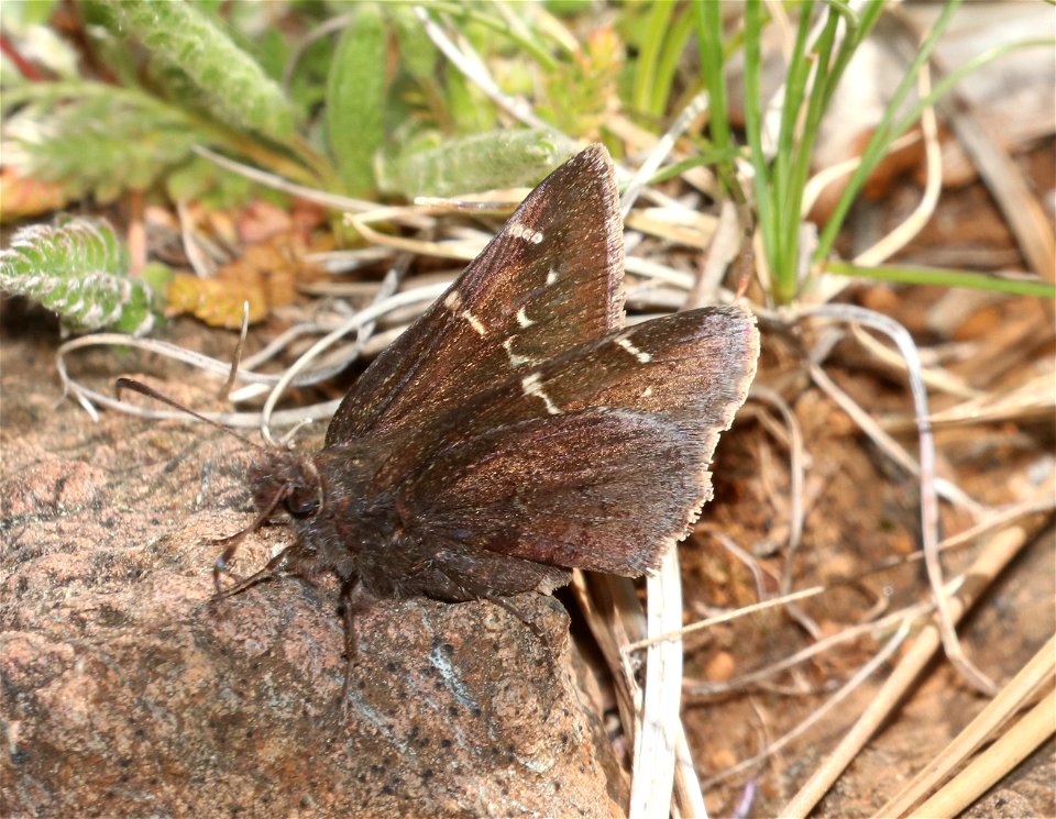 CLOUDYWING, WESTERN (Thorybes diversus) (6-3-2021) low divide road, del norte co, ca -02