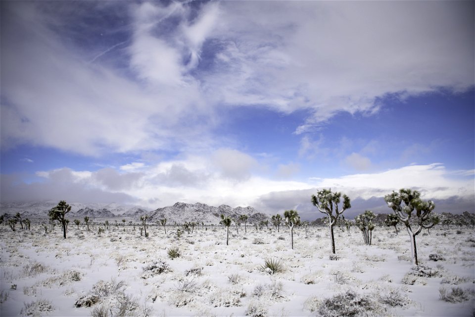 Snow over a field of Joshua trees in Lost Horse Valley