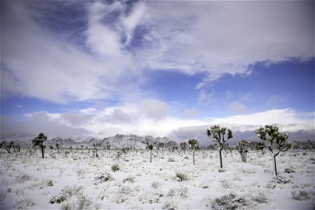 Snow over a field of Joshua trees in Lost Horse Valley photo