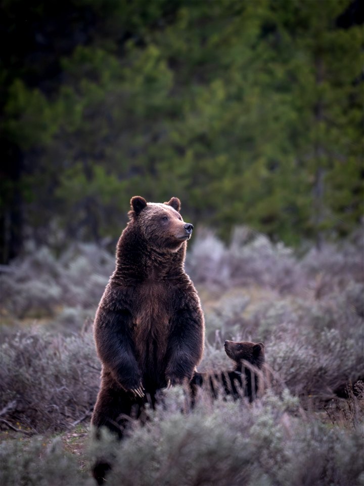 grizzly bear #399 and cub of the year emerge from hibernation on May 16, 2023 - 8