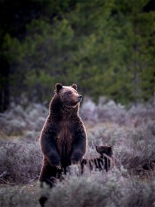 grizzly bear #399 and cub of the year emerge from hibernation on May 16, 2023 - 8 photo