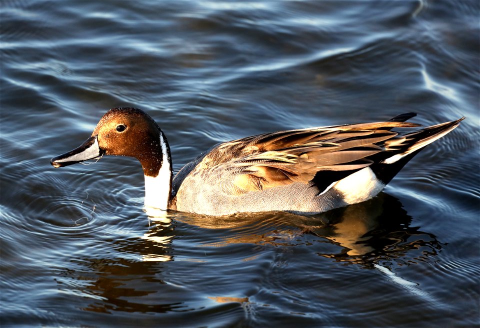 036 - NORTHERN PINTAIL (12-04-2021) convention center, south padre island, cameron co, tx -01