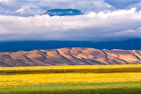 Prairie Sunflowers, Dunes, and Mount Herard Encircled with a Cloud
